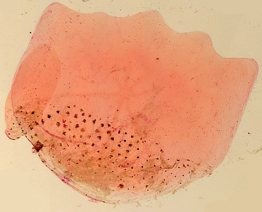 Goldfish Scales